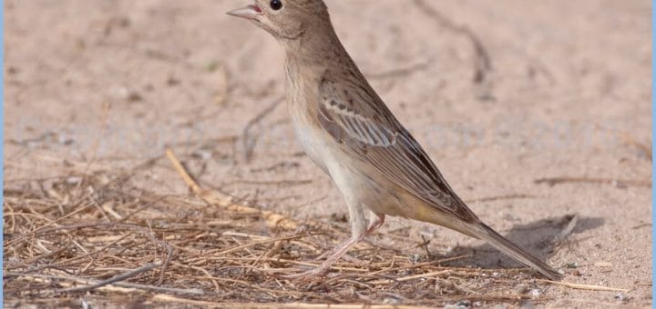 Black-headed Bunting standing on the ground