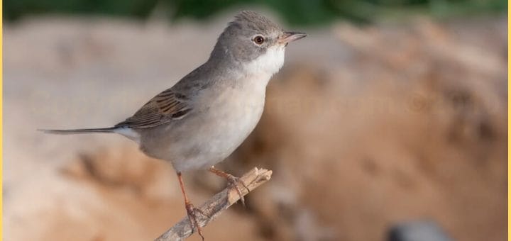 Common Whitethroat perched on a stick