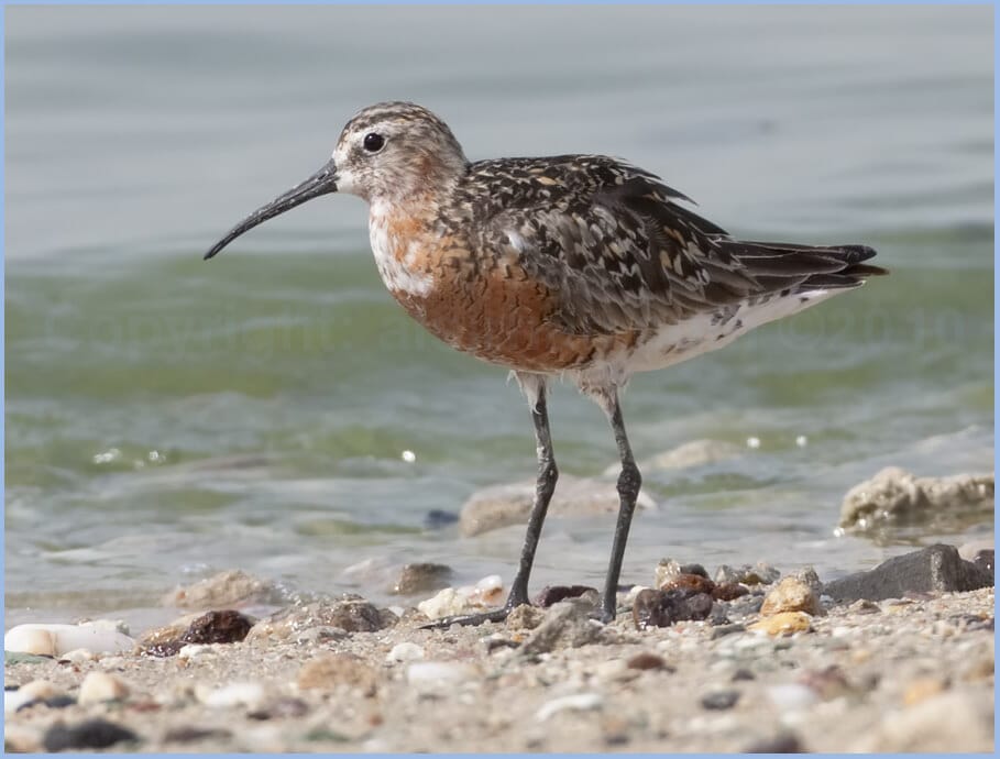 Curlew Sand piper Calidris ferruginea
