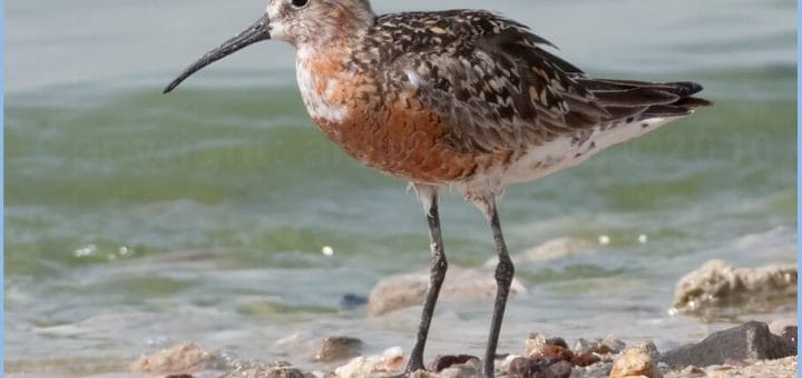 Curlew Sandpiper standing on the ground