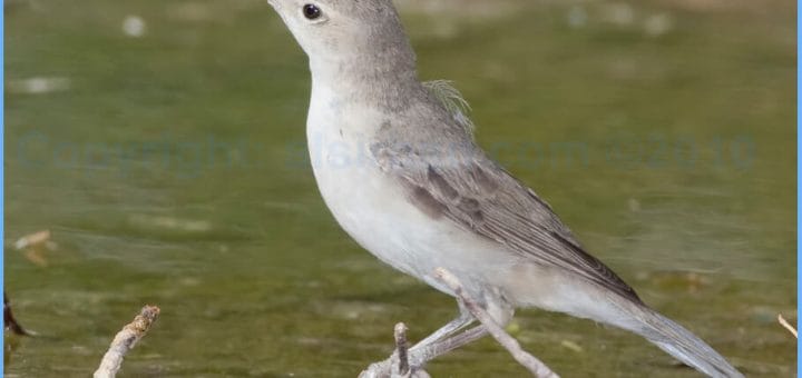 Eastern Olivaceous Warbler perched on a stick