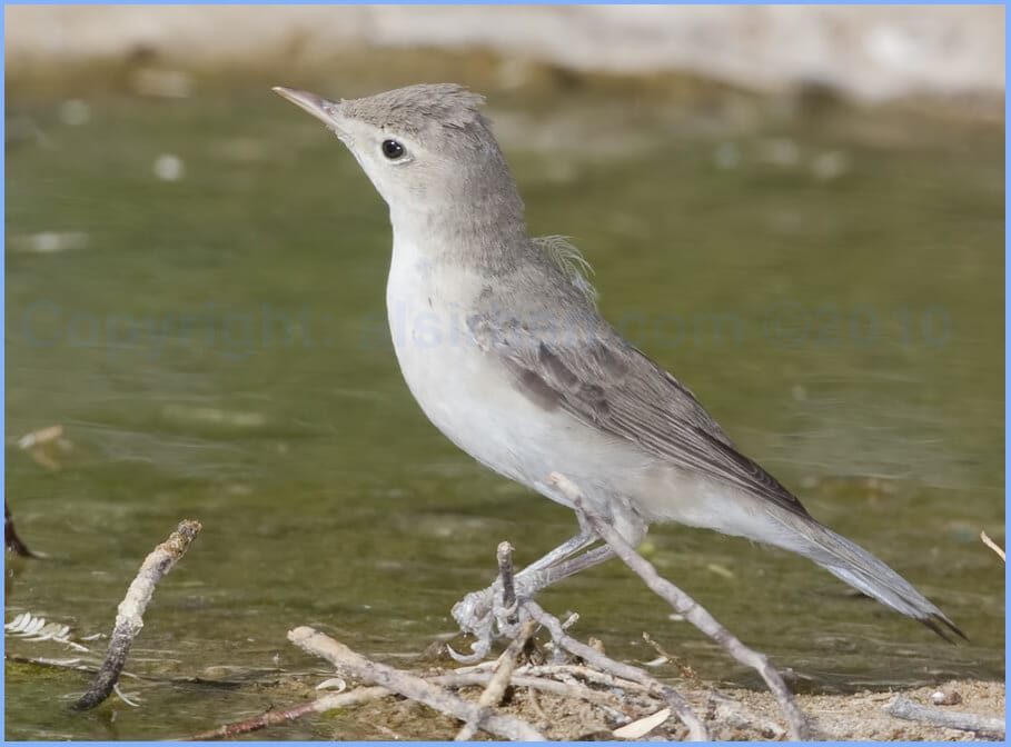 Eastern Olivaceous Warbler Iduna pallida