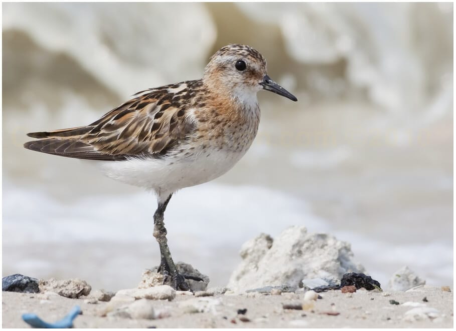 Little Stint Calidris minuta