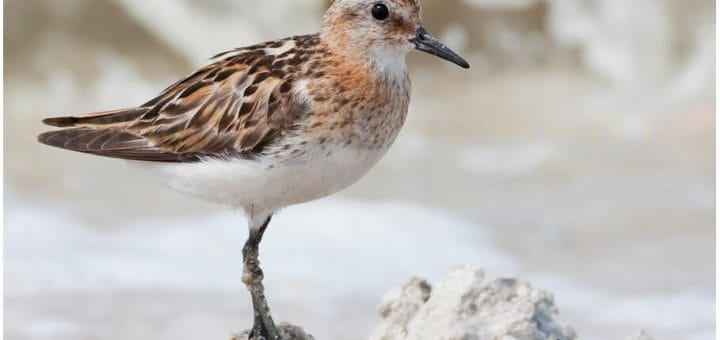 Little Stint perched on a rock