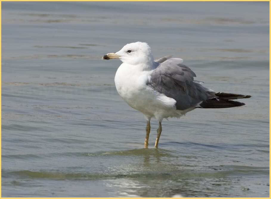 Armenian Gull standing in water