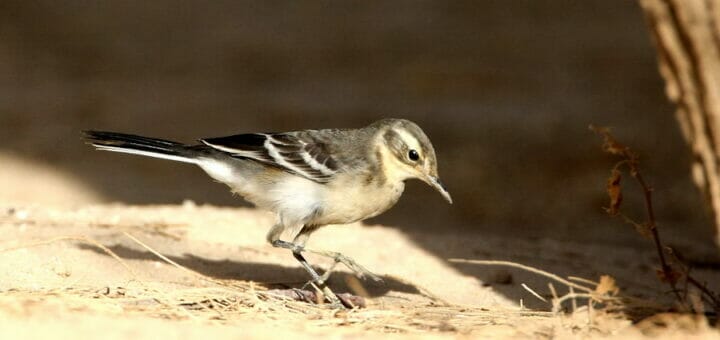 A Citrine Wagtail feeding on the ground