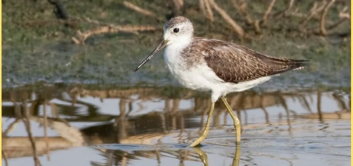 Marsh Sandpiper standing in water