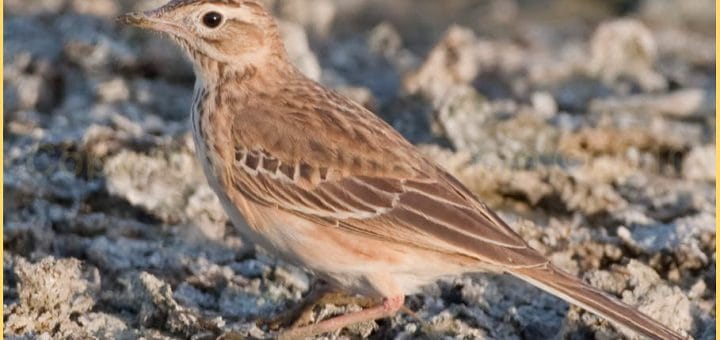 Richard’s Pipit standing on the ground
