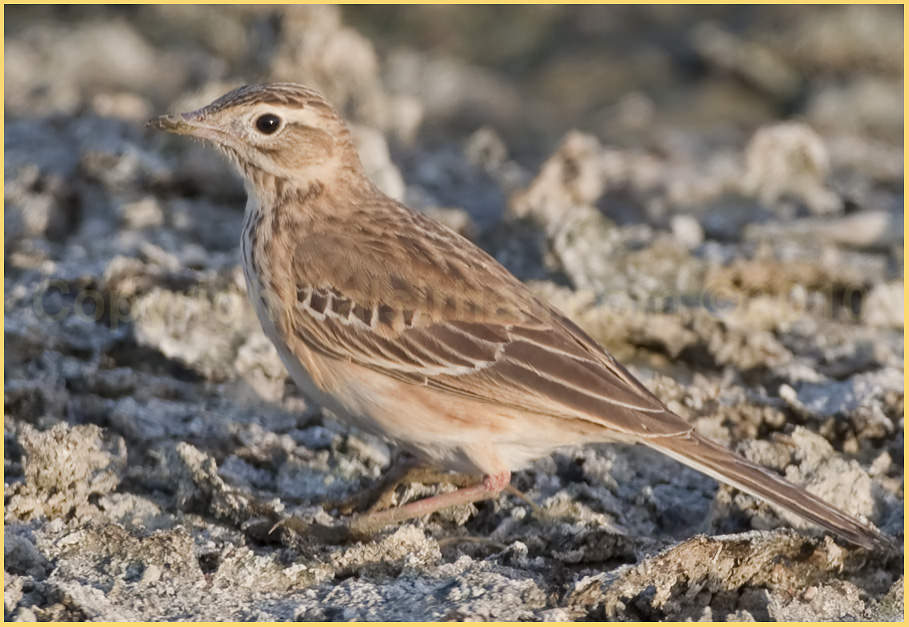 Richard’s Pipit standing on the ground