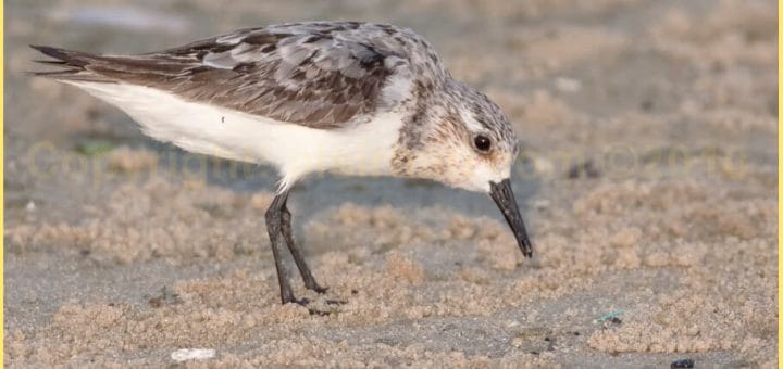 Sanderling feeding on the ground