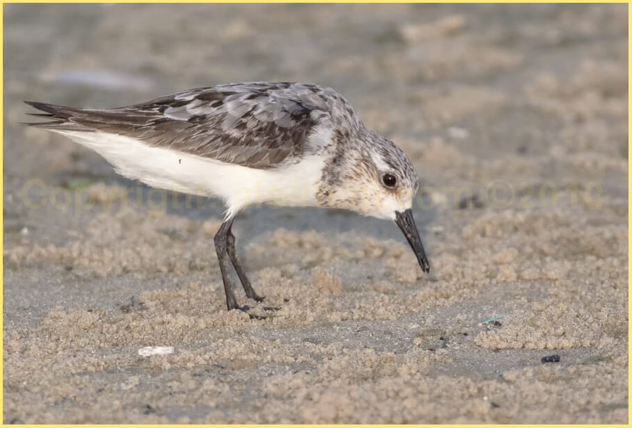 Sanderling Calidris alba