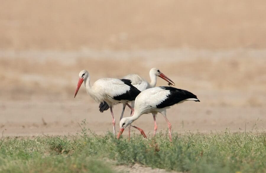 White Storks feeding on ground