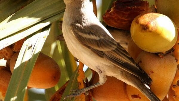 Yellow-throated Sparrow feeding on dates