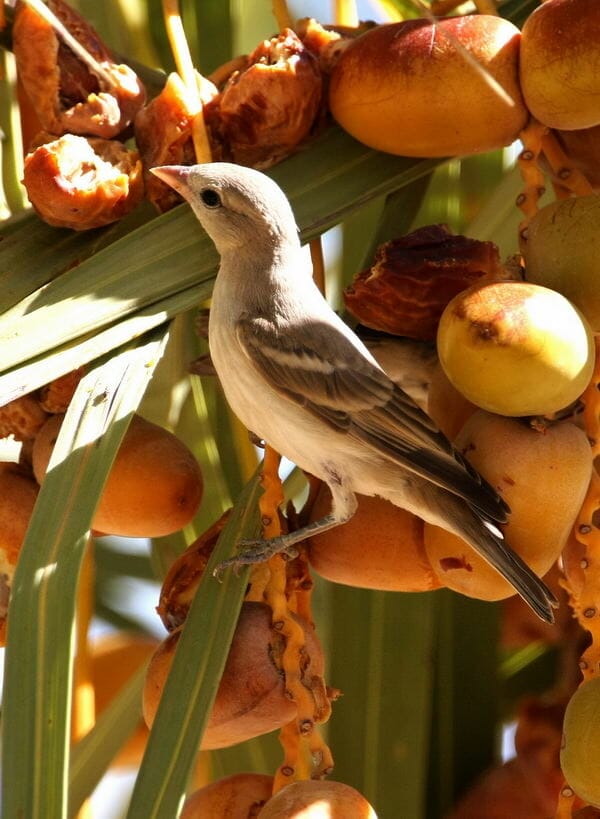Yellow-throated Sparrow feeding on dates