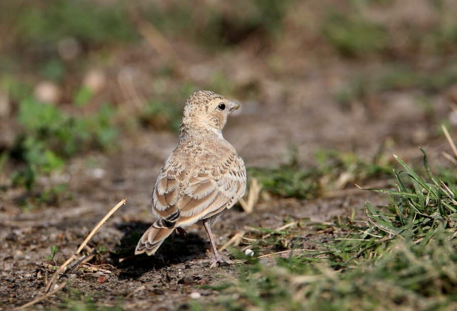 Black-crowned Sparrow-Lark feeding on ground