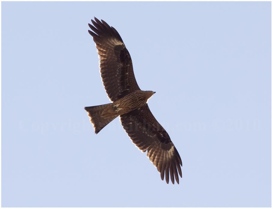 Black Kite Milvus migrans