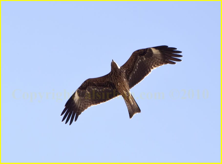 Black Kite Milvus migrans