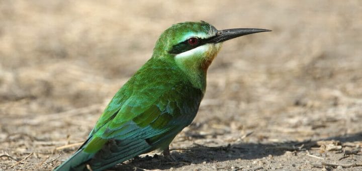 Blue-cheeked Bee-eater sitting on the ground