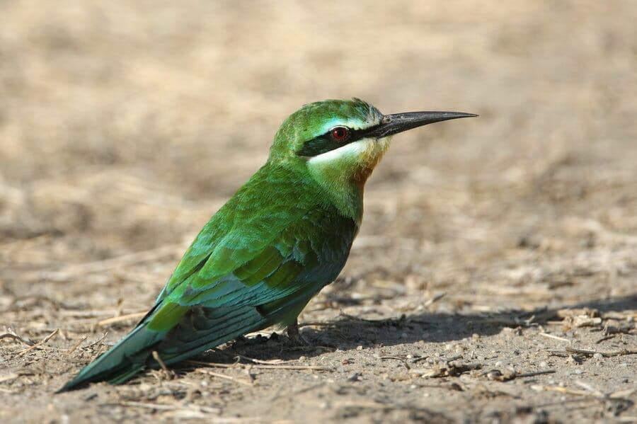 Blue-cheeked Bee-eater sitting on the ground