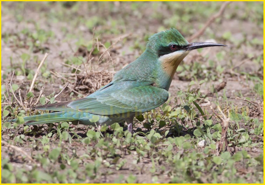 Blue-cheeked Bee-eater perching on ground