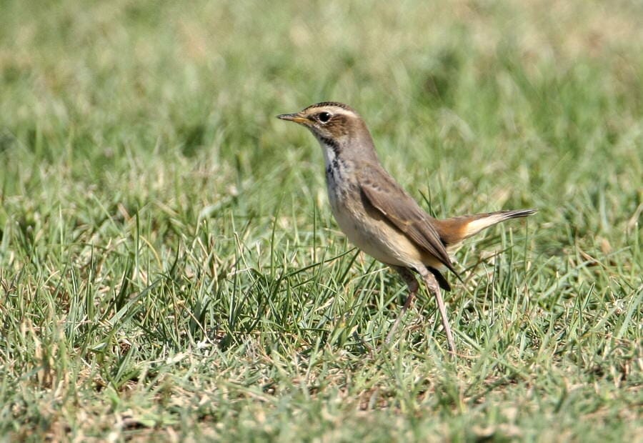 Bluethroat on lawn