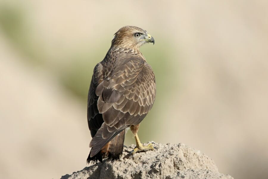 Common Buzzard on mound