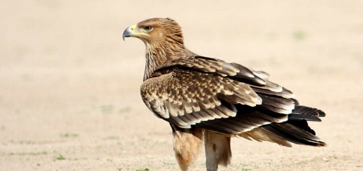 Imperial Eagle perching on ground