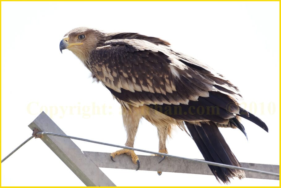 Eastern Imperial Eagle Aquila heliaca