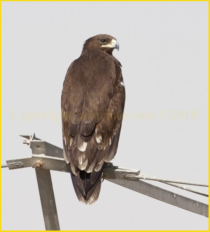 Greater Spotted Eagle Aquila clanga in juvenile plumage