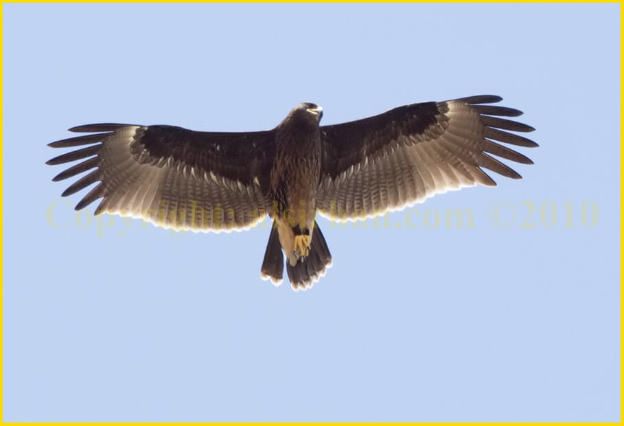Greater Spotted Eagle Aquila clanga in second winter plumage