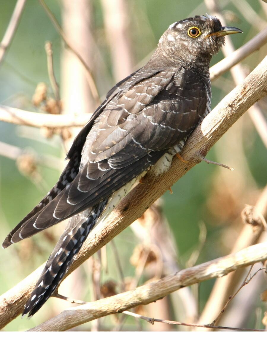 Common Cuckoo perching on the ground