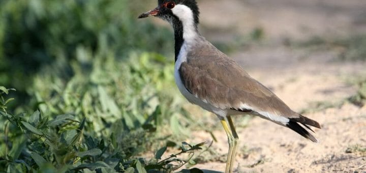 Red-wattled Lapwing standing on the ground