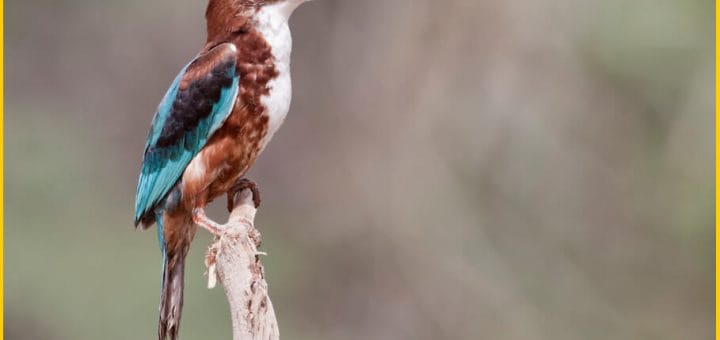 White-throated Kingfisher perched on a branch of a tree