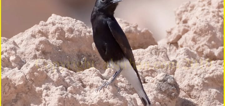 White-crowned Wheatear perched on a mound