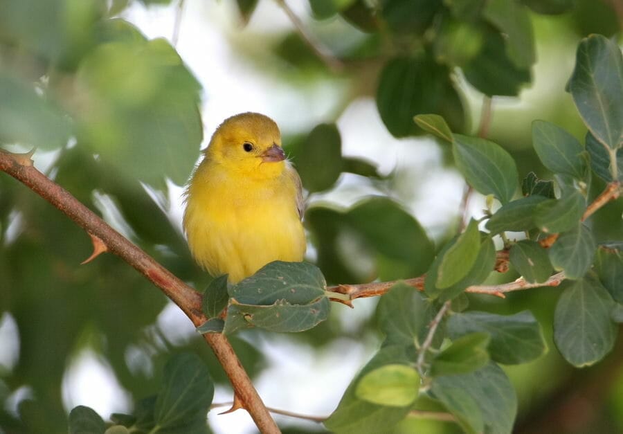 Arabian Golden Sparrow perched on a branch