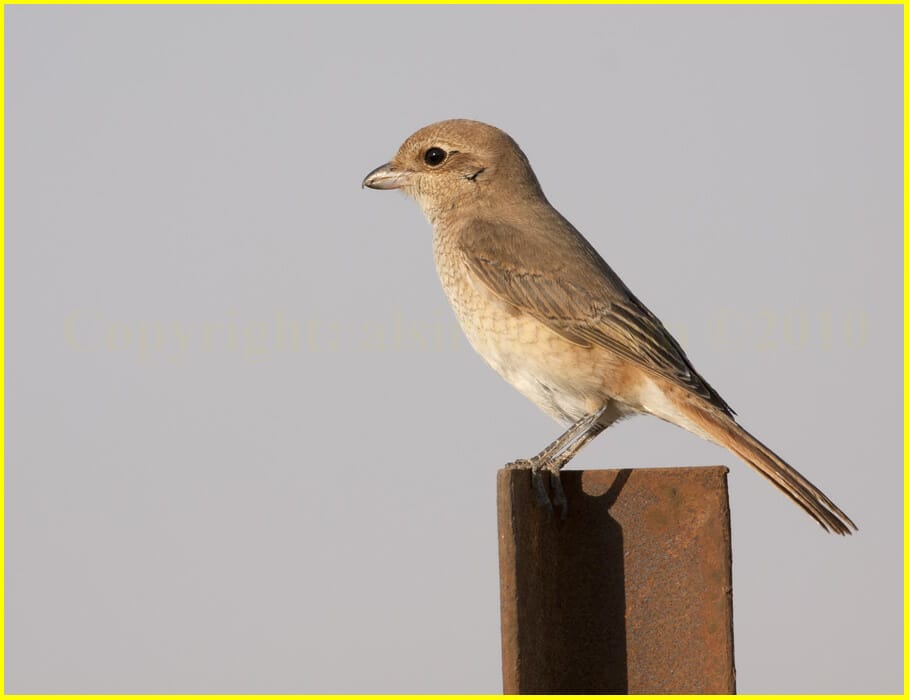 Duarian Shrike Lanius isabellinus