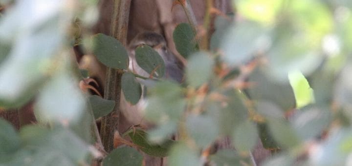 Dusky Warbler in a tree
