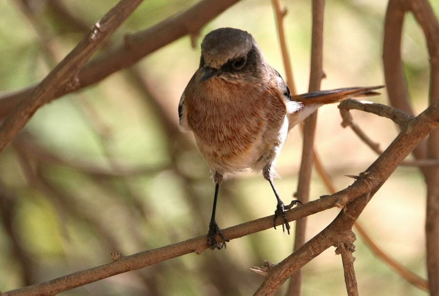 Eversmann’s Redstart on a prosopis tree