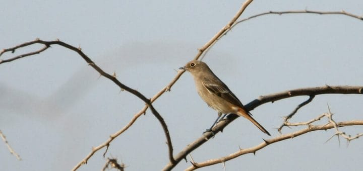 Eversmann’s Redstart perched on a branch of a tree