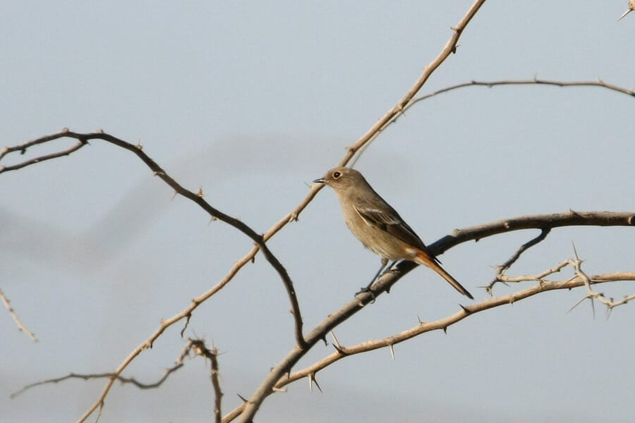 Eversmann’s Redstart perched on a branch of a tree