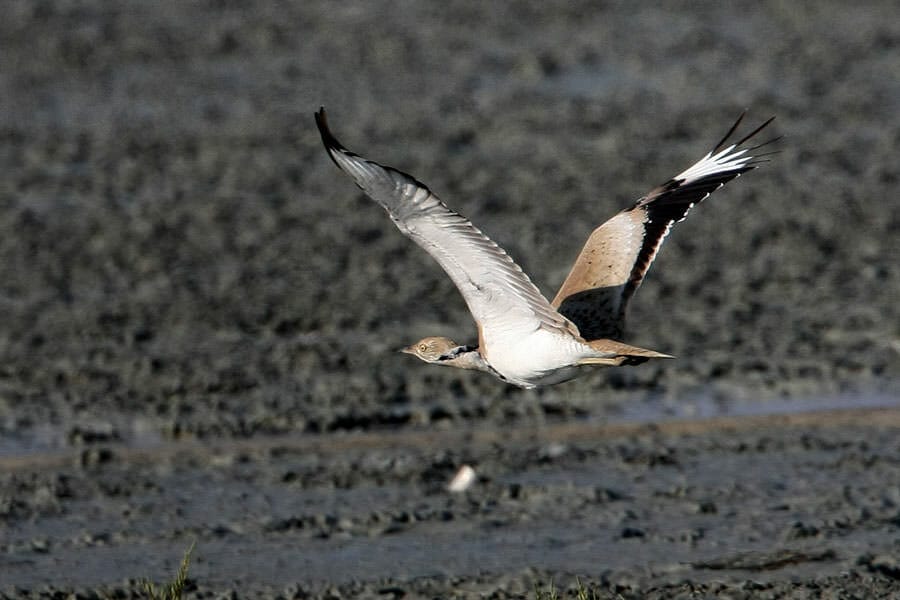 Macqueen’s Bustard in flight