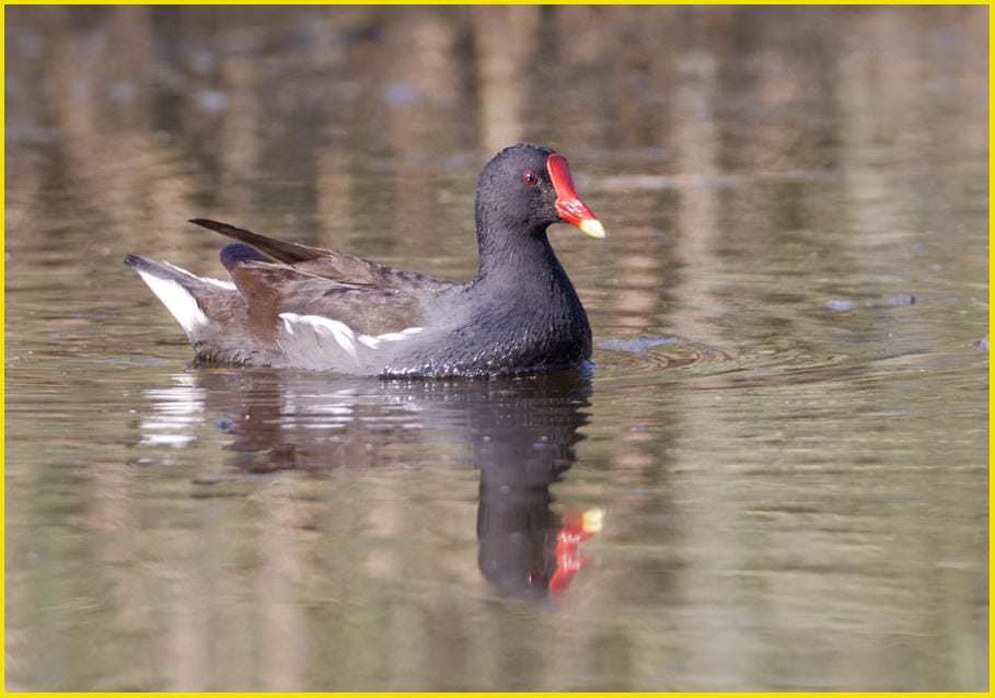 Common Moorhen swimming in the water