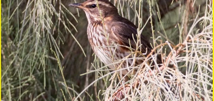 Redwing perched on a tree