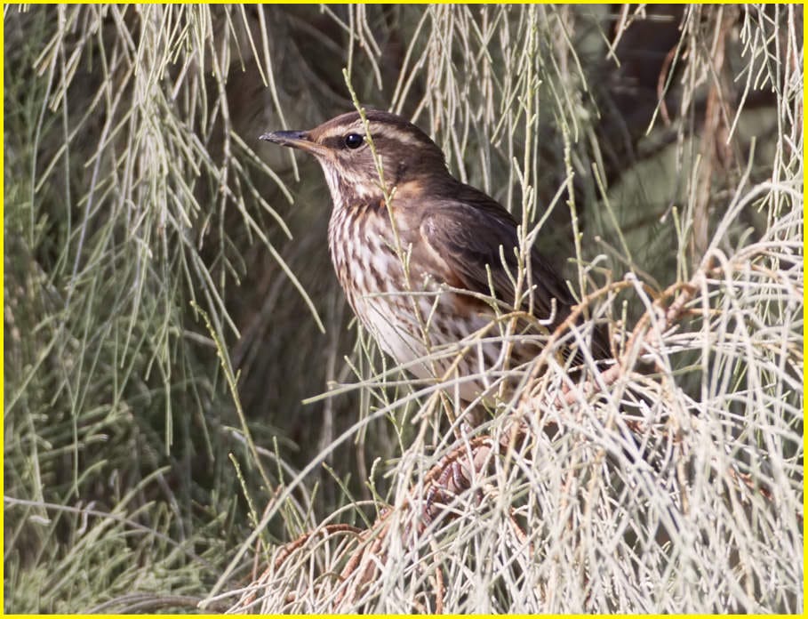 Redwing perched on a tree