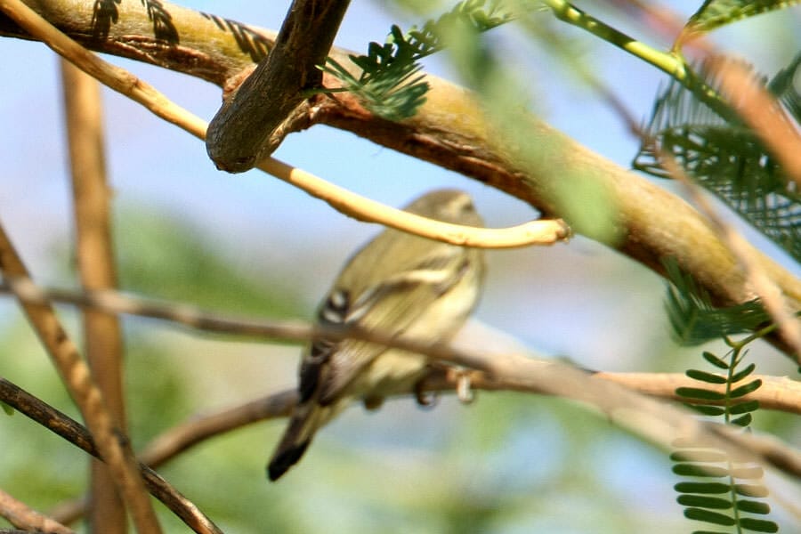 Yellow-browed Warbler  in a tree