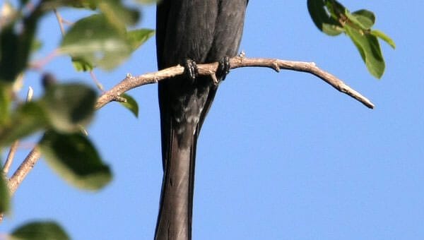 Ashy Drongo perched on a branch of a tree