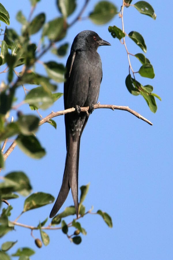 Ashy Drongo perched on a branch of a tree