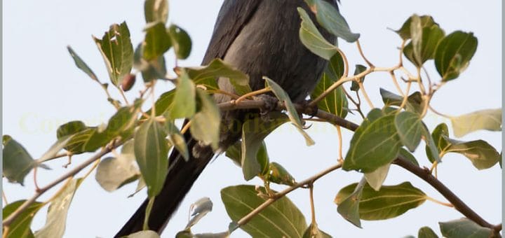 Ashy Drongo perched on top of a tree