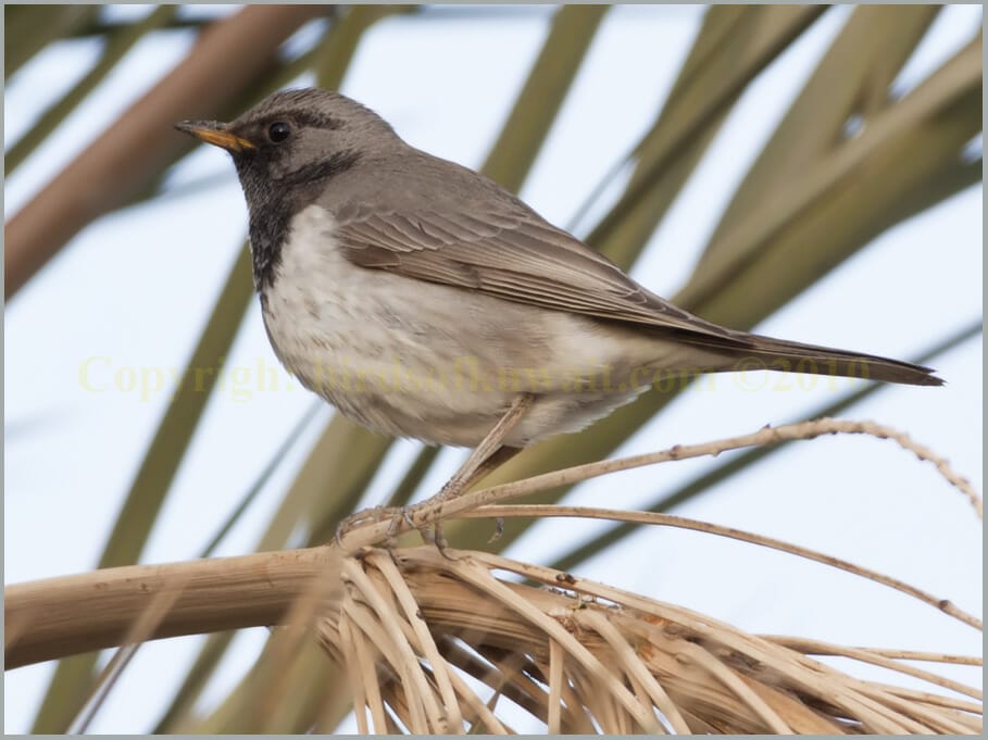 Black-throated Thrush Turdus atrogularis 