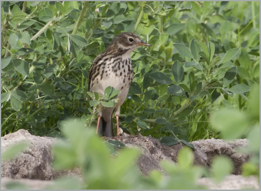 Buff-bellied Pipit Anthus rubescens japonicus 